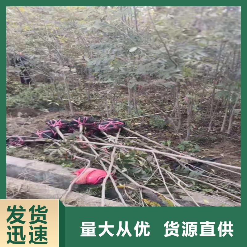 【碧根果无花果苗厂家定制】