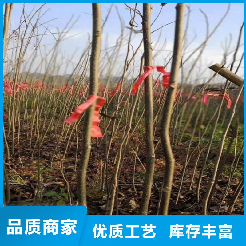 碧根果苹果苗好品质选我们