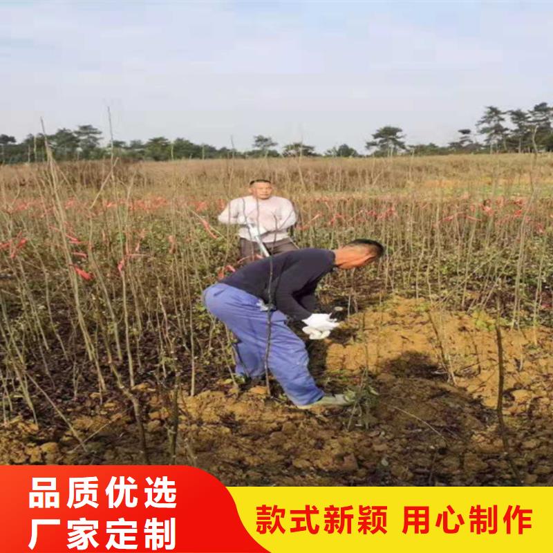 碧根果_无花果苗品质不将就