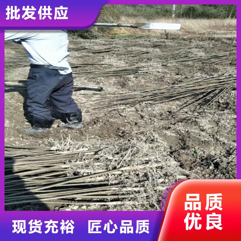 碧根果,草莓苗实力才是硬道理