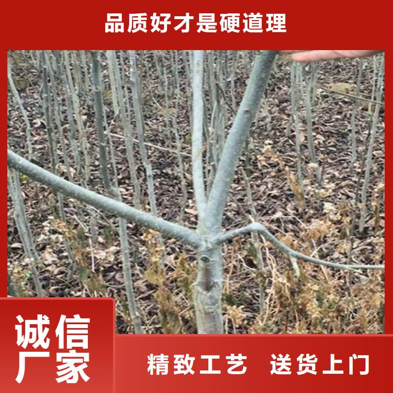 碧根果李子苗品种全