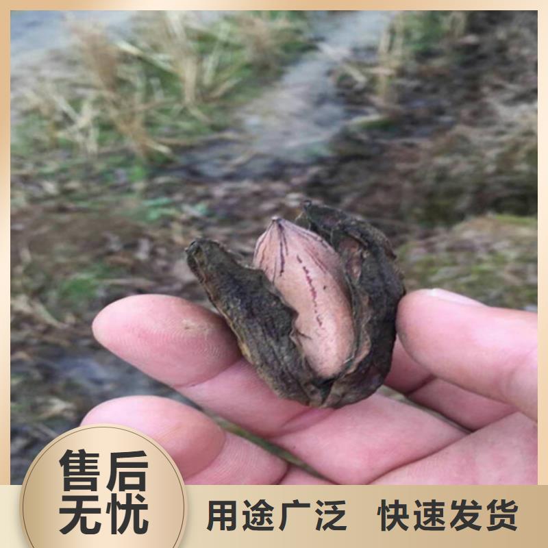 【碧根果无花果苗厂家定制】