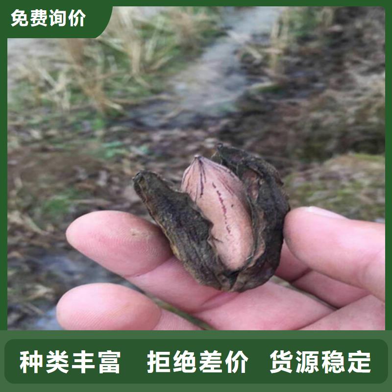 碧根果苹果苗好货有保障