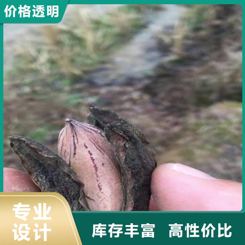 碧根果杏树苗可定制有保障