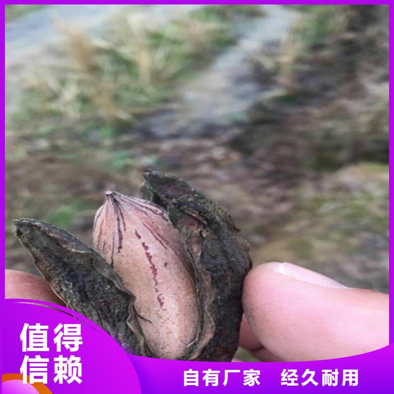 碧根果嘎啦苹果采购