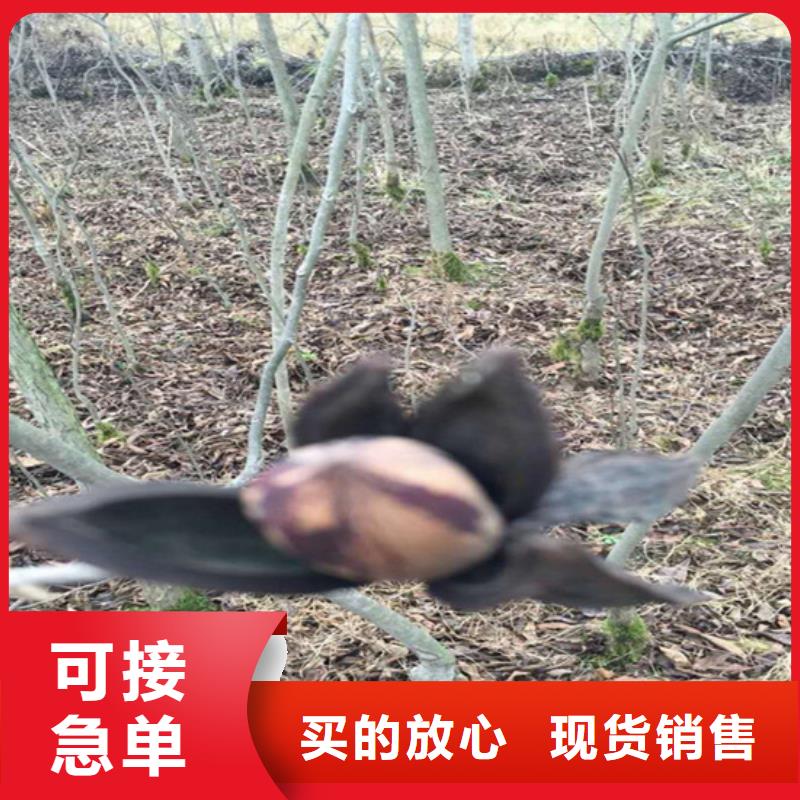 碧根果樱桃苗产品参数