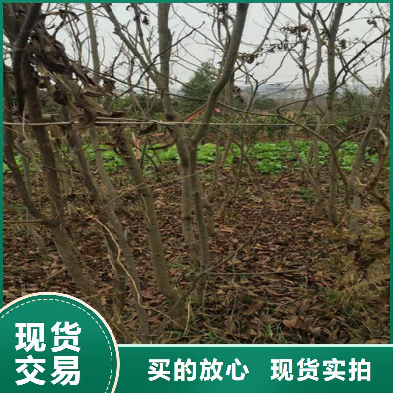 碧根果【樱桃苗】规格型号全