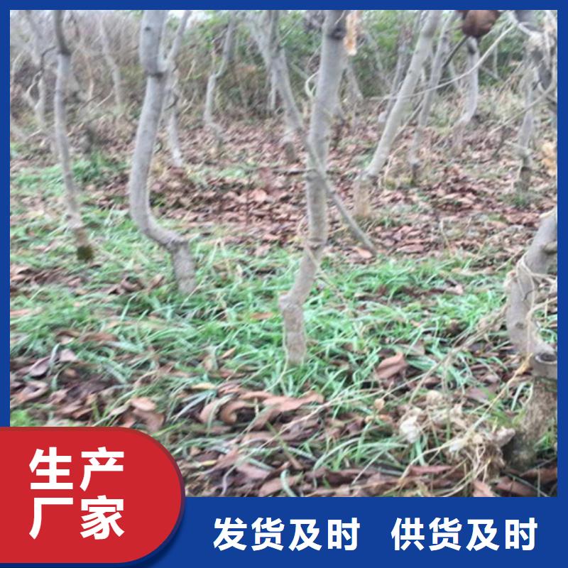 【碧根果】,苹果苗用心服务