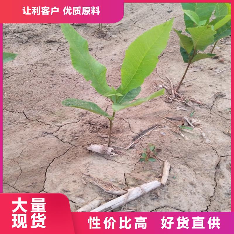 碧根果樱桃苗应用广泛