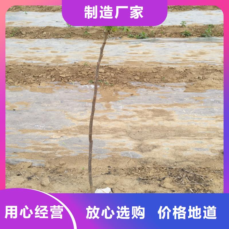 碧根果苹果苗N年大品牌