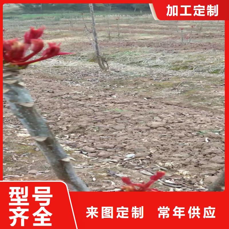 香椿苹果苗产地货源