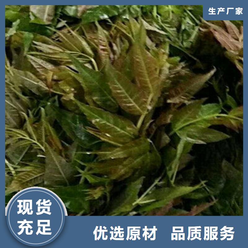 香椿-北美冬青做工细致