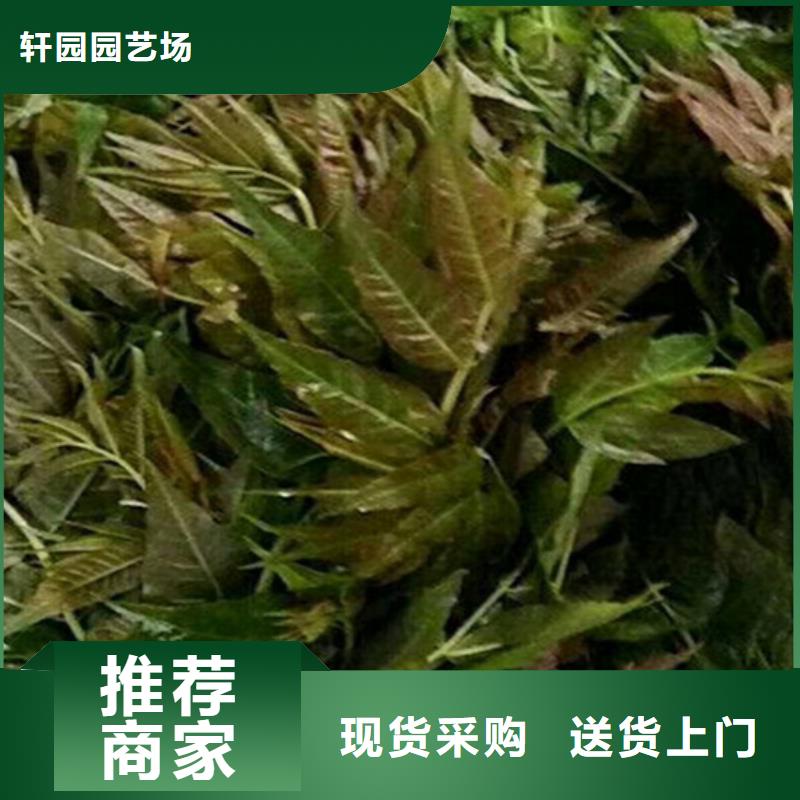 香椿梨树苗准时交付