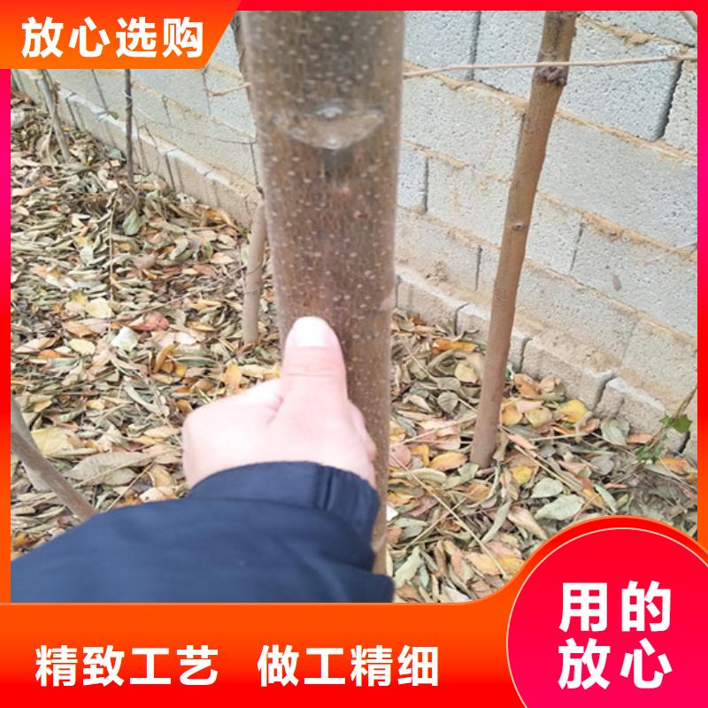 香椿黄瓜苗质量安全可靠