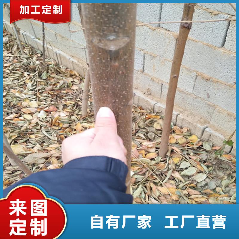 香椿-樱桃苗定制速度快工期短