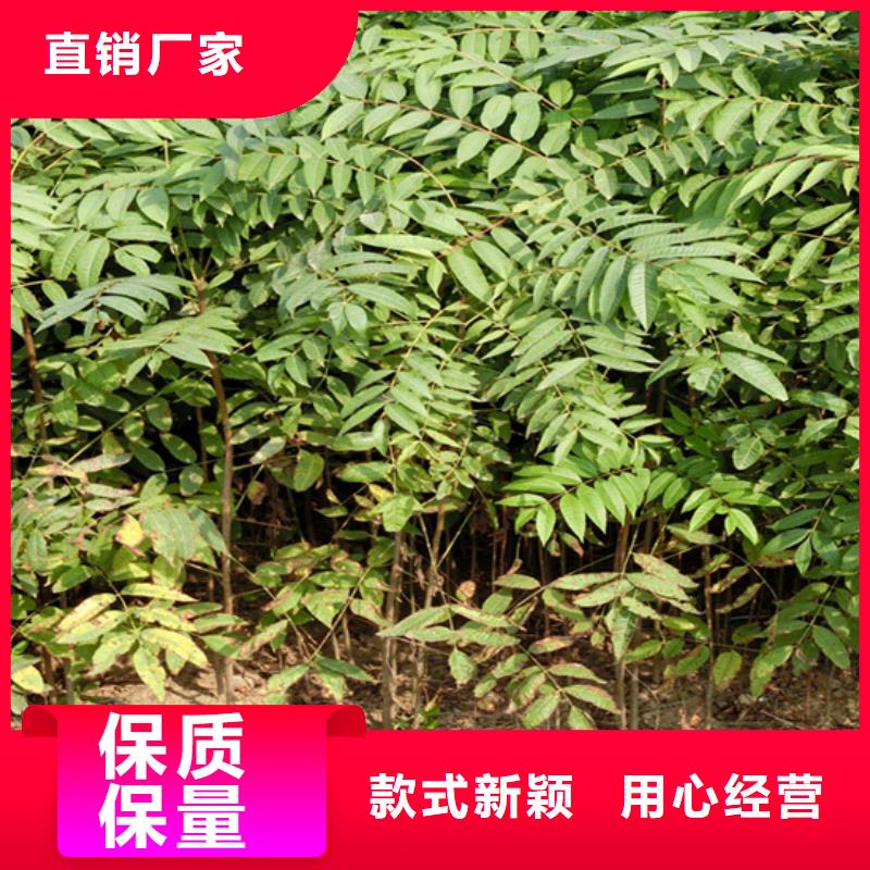 香椿-苹果苗诚信可靠