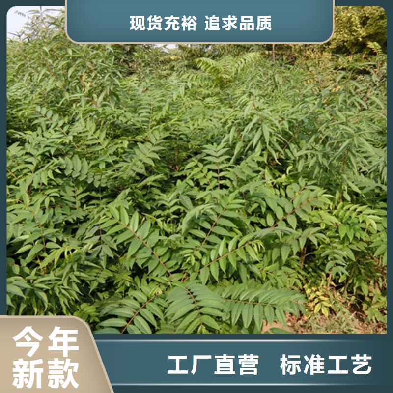 香椿_【3公分软籽石榴苗】追求细节品质