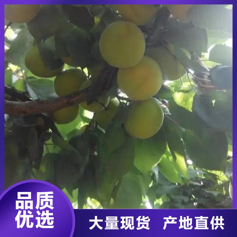 杏,樱桃苗精选好货