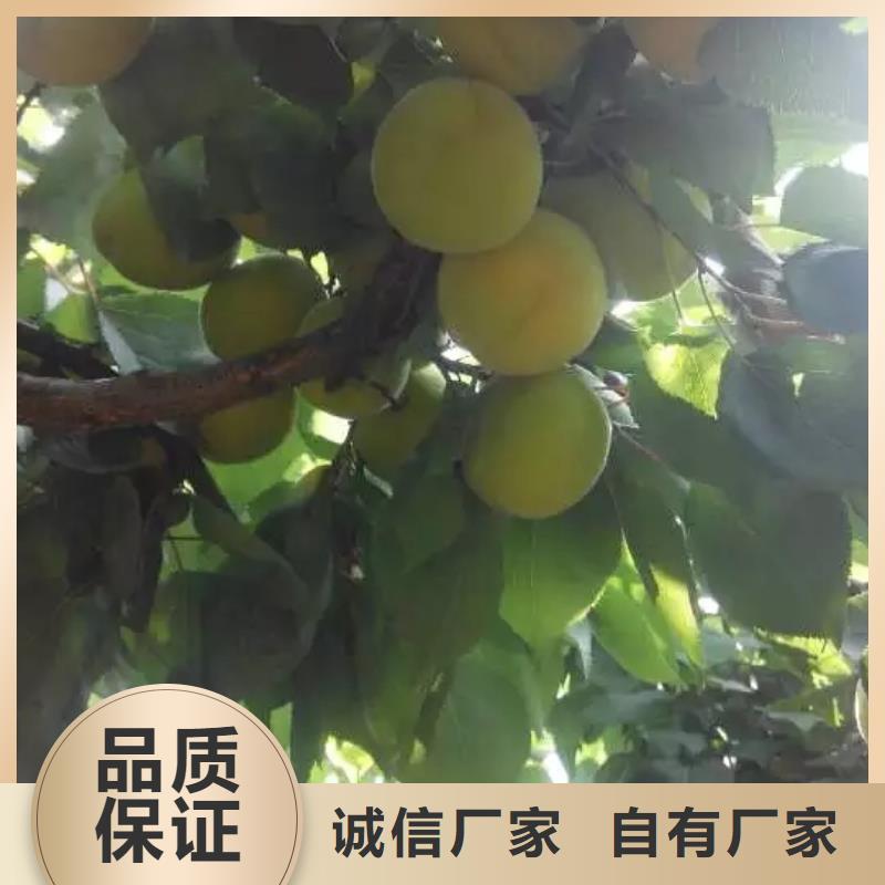 杏板栗苗质量无忧