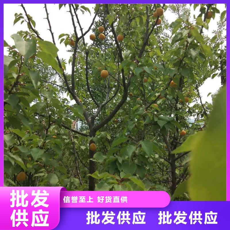 杏板栗苗质量无忧