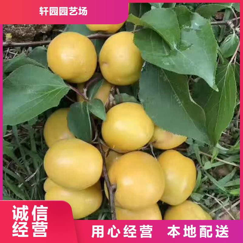 杏,樱桃苗老品牌厂家