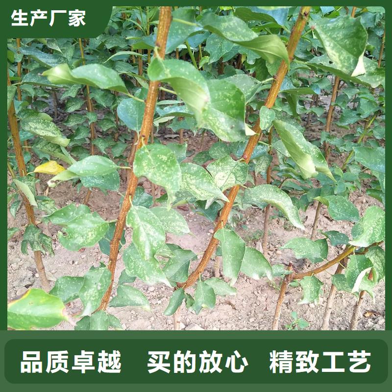 杏苹果苗优选货源