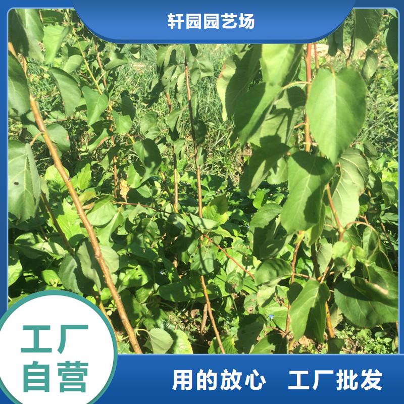 杏板栗苗质量无忧