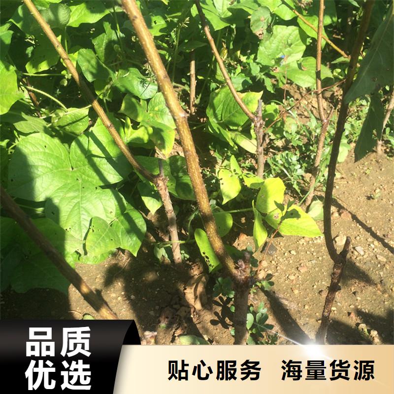 杏北美冬青产品细节参数