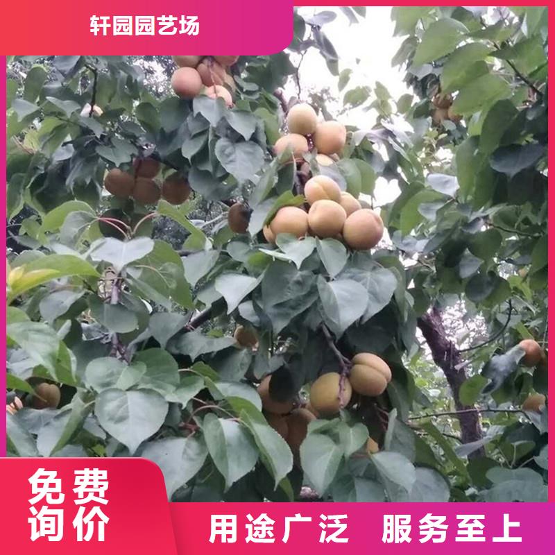 【杏樱桃苗好品质选我们】