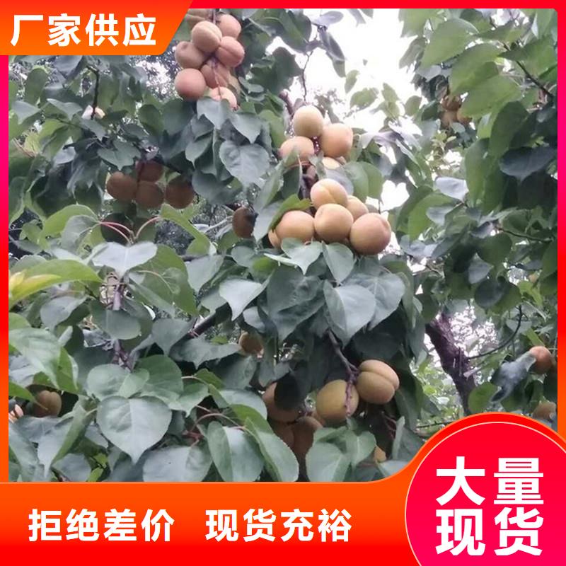 杏石榴树苗一件也发货