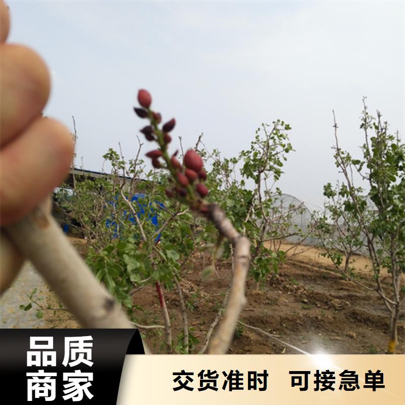 【开心果,樱桃苗详细参数】