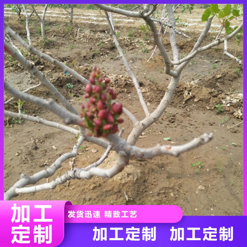 开心果苹果苗欢迎来厂考察