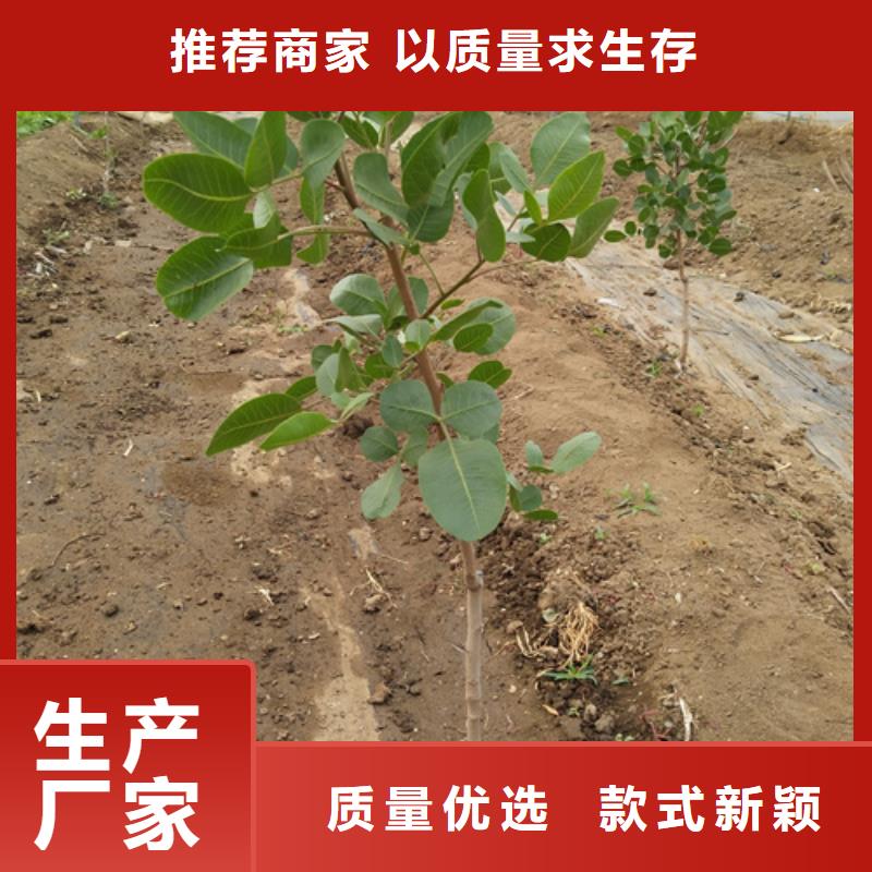 【开心果苹果苗24小时下单发货】