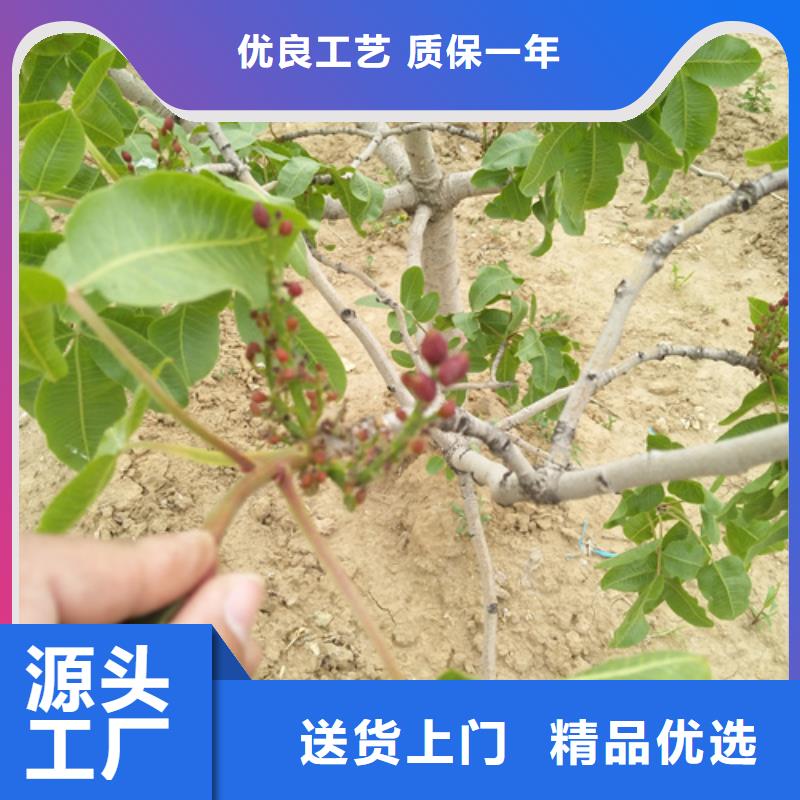 开心果苹果苗质量安全可靠