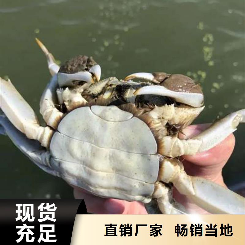 常德蟹中之王阳澄湖大闸蟹