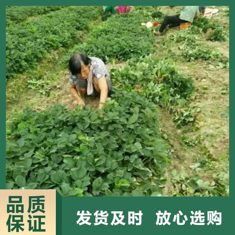 红颜草莓苗哪里好