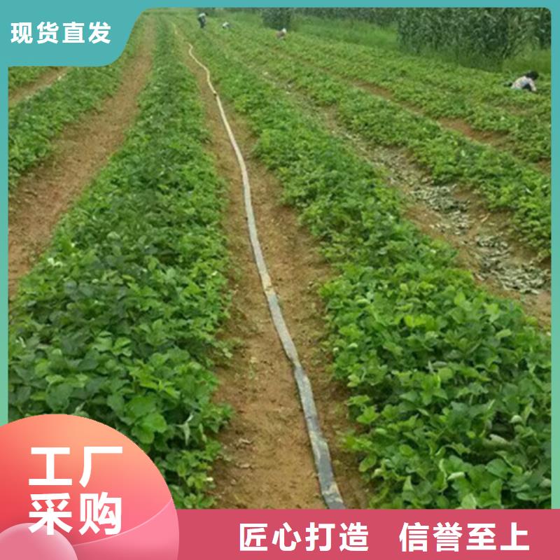 【草莓苗】红蜜桃树苗诚信经营质量保证