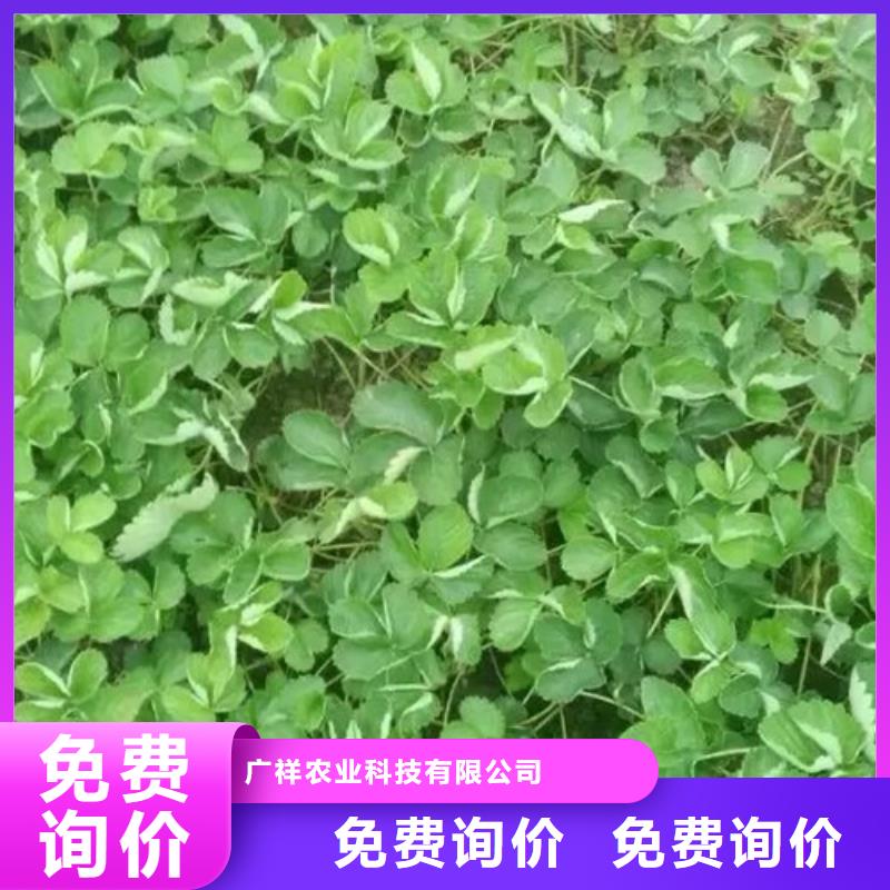 妙香7号草莓苗种苗