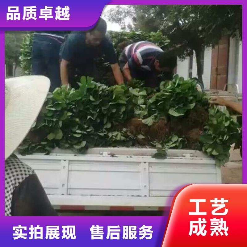 艳丽草莓苗栽植密度