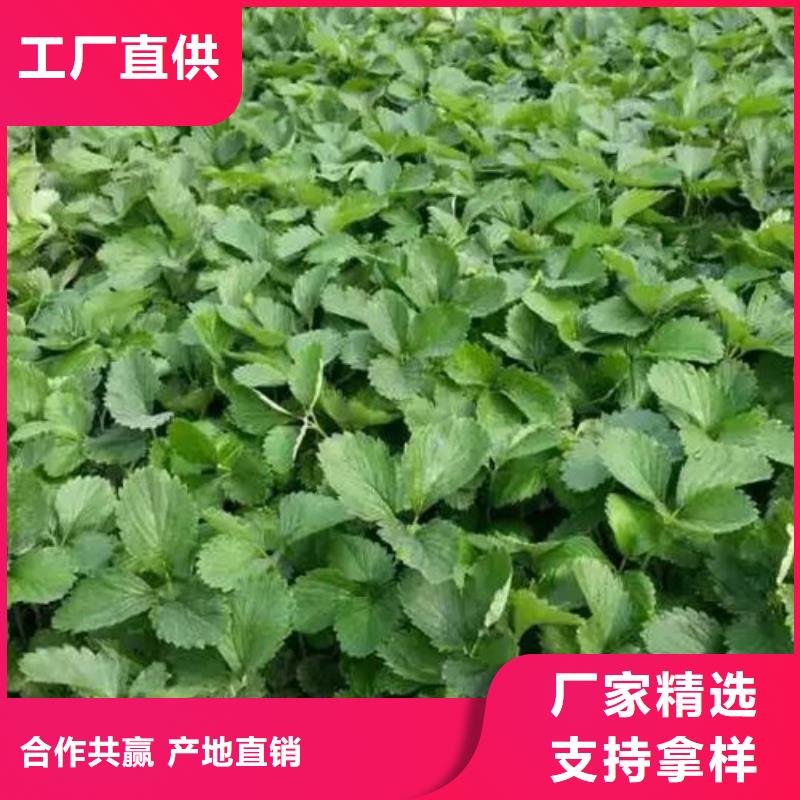 【草莓苗黄金苹果树苗品牌大厂家】