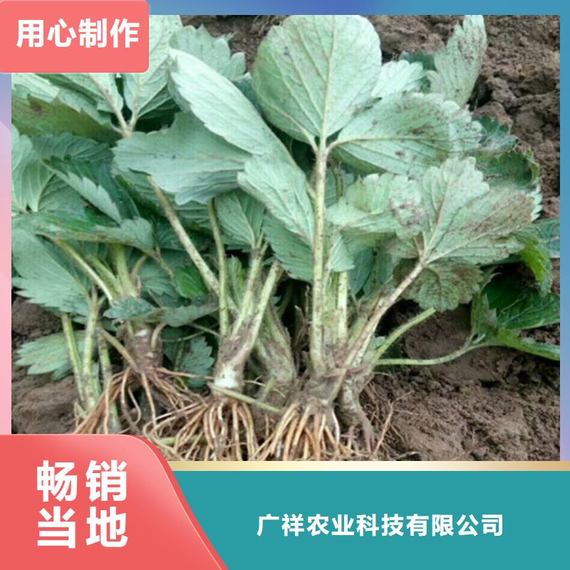 红颜草莓苗企业-大品牌