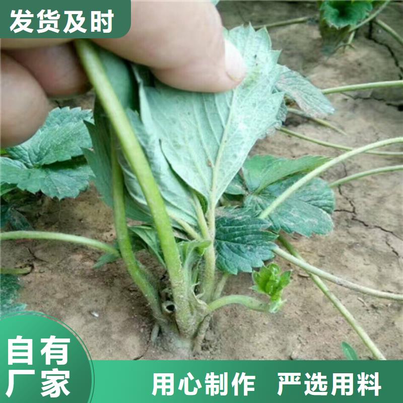 【草莓苗】桃树苗专业完善售后