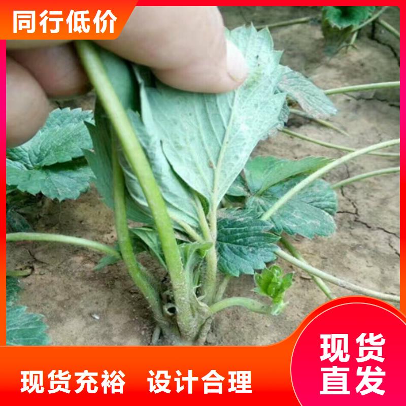 【草莓苗果树苗批发基地支持定制贴心售后】