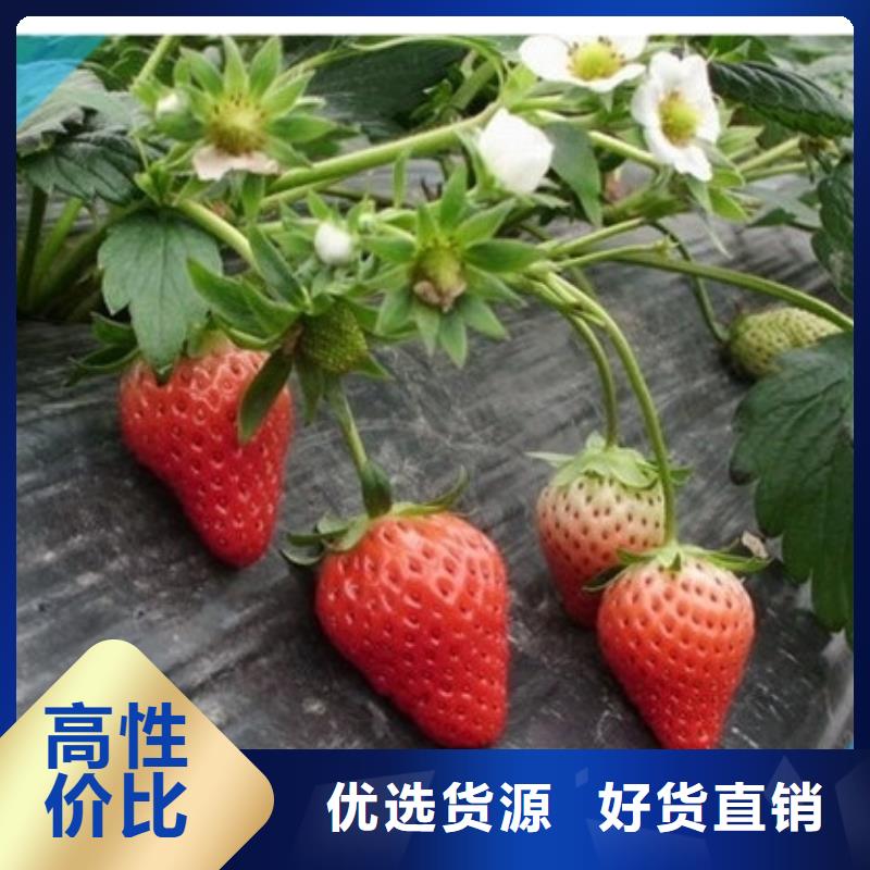 【草莓苗果树苗批发基地追求细节品质】