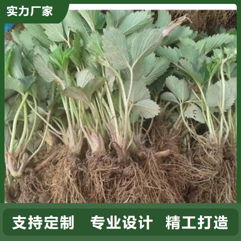 白草莓苗价格