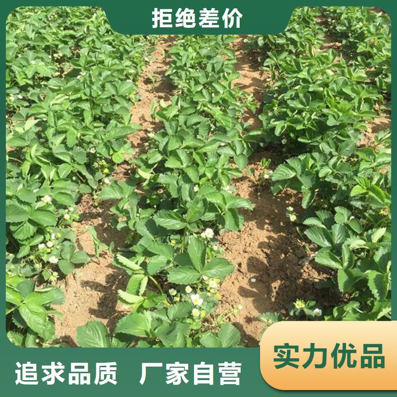 草莓苗桃树苗厂家直销供货稳定