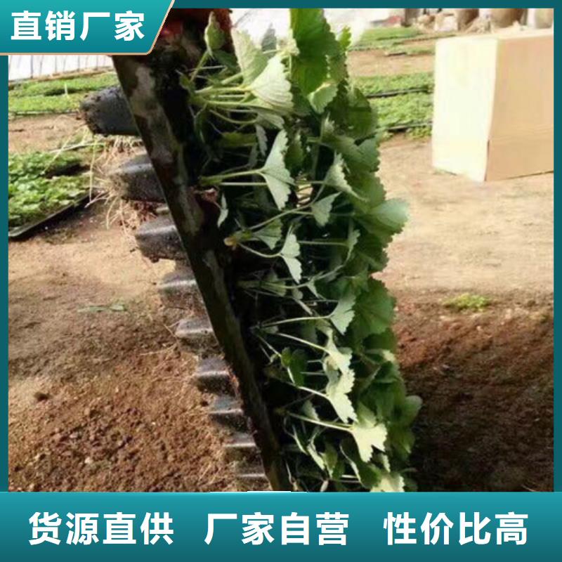 【草莓苗苹果苗支持定制】