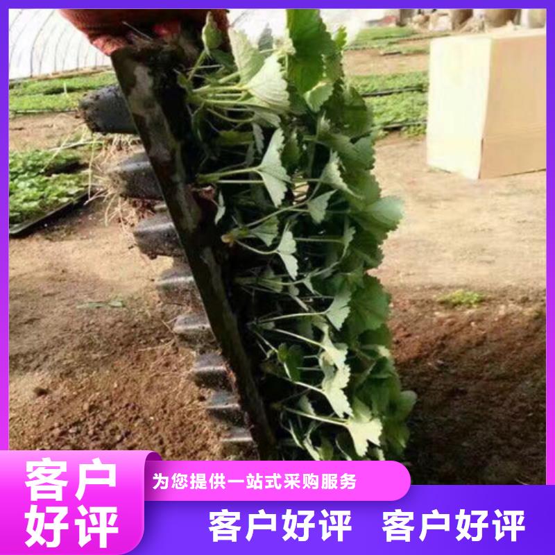 草莓苗-桃树苗基地专业生产设备