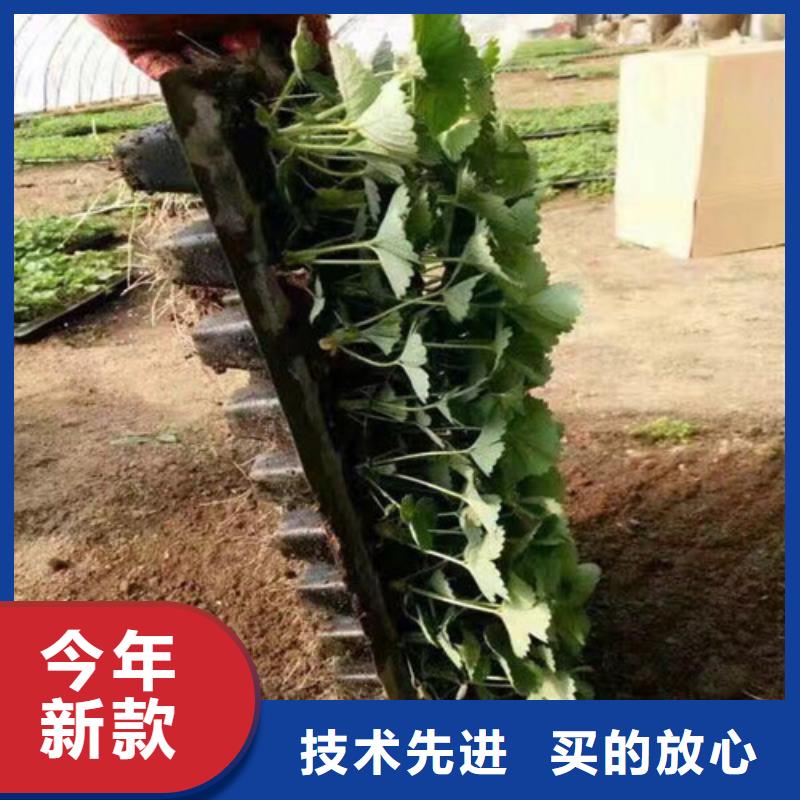 【草莓苗_草莓苗价格真材实料】