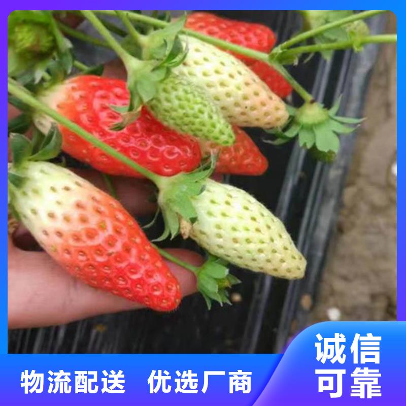 【草莓苗】葡萄苗注重细节